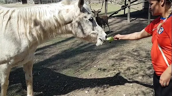 Heiße Ich war ganz nass, als ich die Größe eines Pferdegliedes sah !!! Ich wünschte mein Freund wäre so !!! Paty Hintern, El Toro De OroGesamtröhre